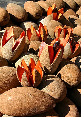 Mamey Sapote Fruit